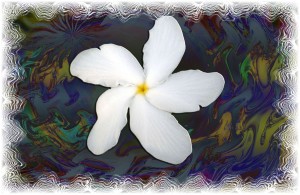 white floweredged